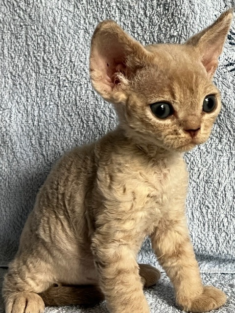 cuccioli Devon Rex