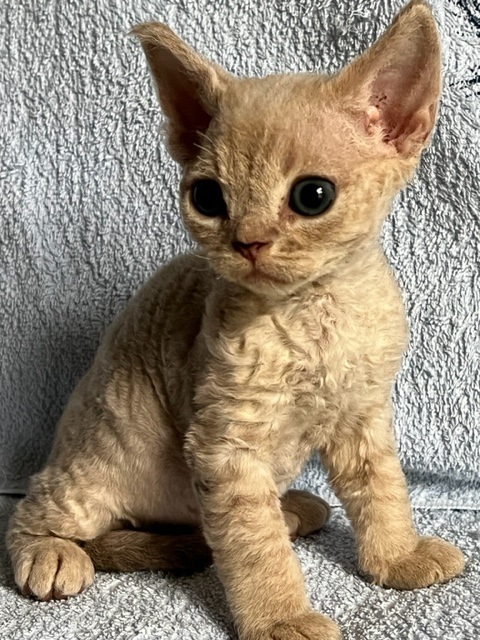 cuccioli Devon Rex